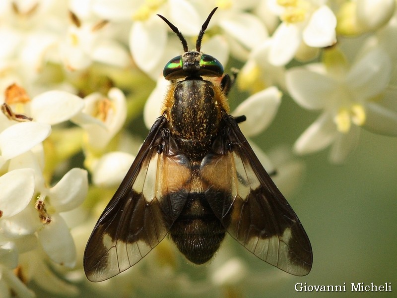 Tabanidae: Chrysops caecutiens, femmina